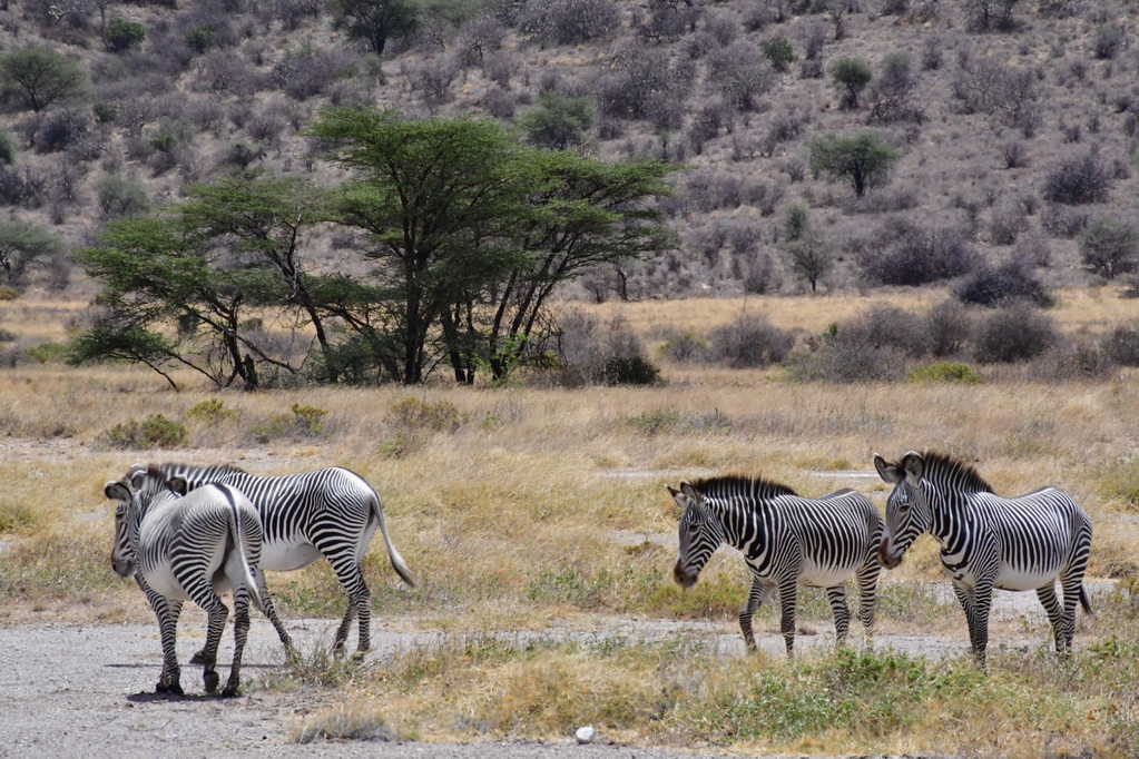 Buffalo Springs Nat. Reserve